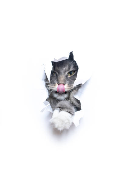 istock curious cat looking though hole in torn paper with copy space 1300124510