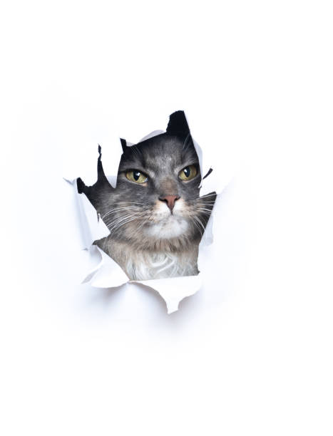 istock cute cat looking through hole torn in white paper 1300124725