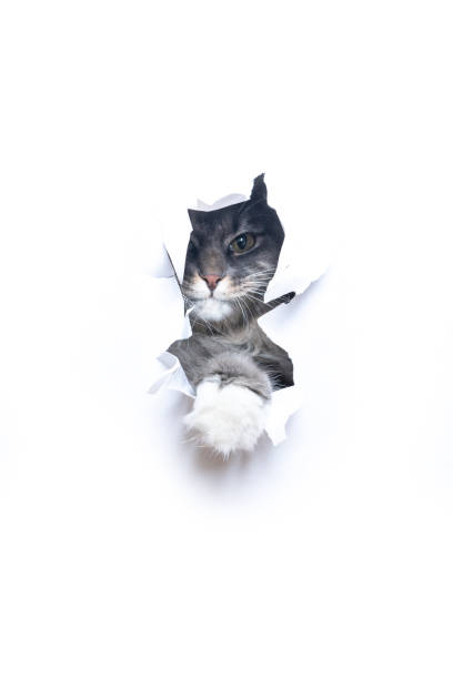 istock curious cat looking though hole in torn paper with copy space 1300124729