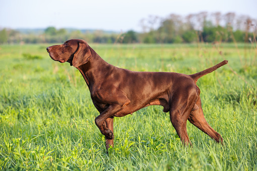 Brown German Shorthaired Pointer. A muscular hunting dog is standing in a point in the field among the green grass. A spring sunny day.