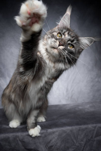 istock maine coon cat playing raising paw 1300124906