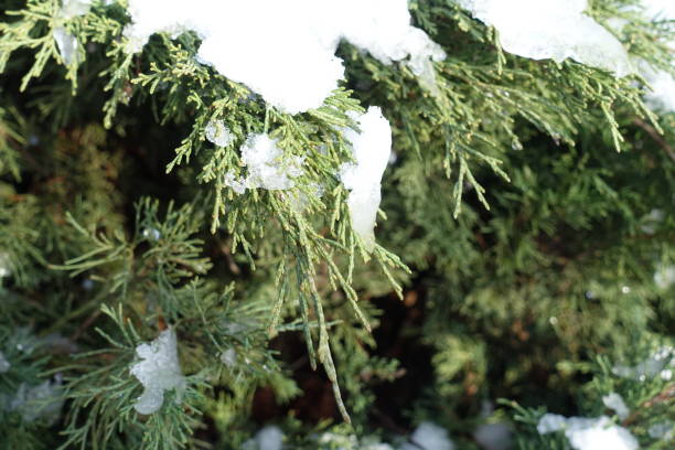 istock Pure white snow on branches of juniper in December 1300124962