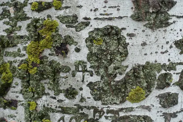 Photo of Ash gray bark of populus alba with bright yellow and green lichen and moss