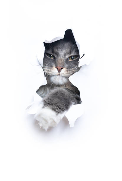 istock naughty cat looking though hole in torn paper with copy space 1300125183