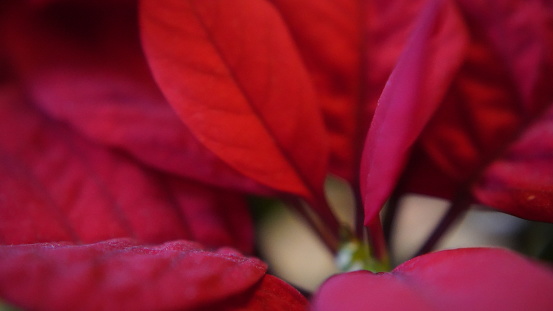 Bonn Germany January 2021 Close-up of a red poinsettia with focus on the foreground of the picture