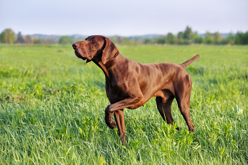 Puntero alemán de pelo corto marrón. Un perro de caza musculoso está de pie en un punto en el campo entre la hierba verde. Un día soleado de primavera. photo