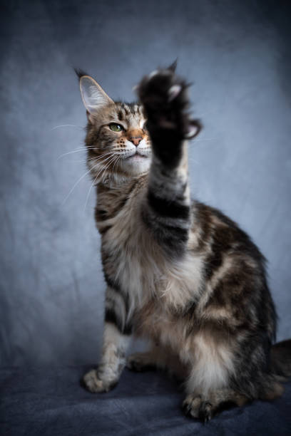 istock playing maine coon cat raising paw 1300125871