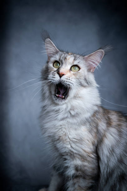 istock funny maine coon cat with open mouth 1300125941