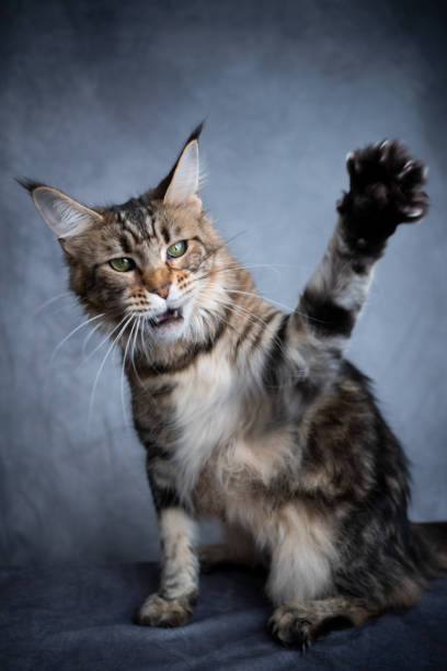 istock playing maine coon cat raising paw 1300125993