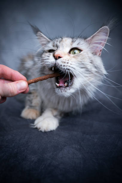istock feeding maine coon cat with treat stick 1300126162