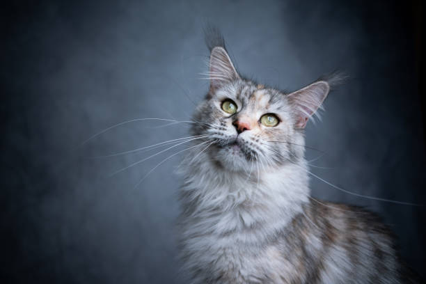 istock beautiful maine coon cat portrait 1300126165