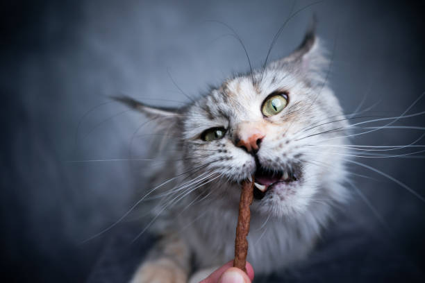 istock feeding maine coon cat with treat stick 1300126359