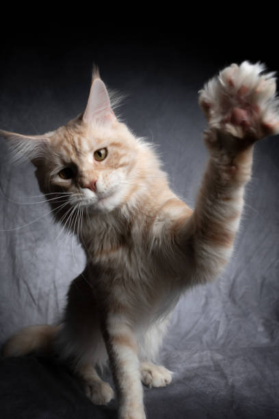 istock cream tabby maine coon kitten playing raising paw 1300128725