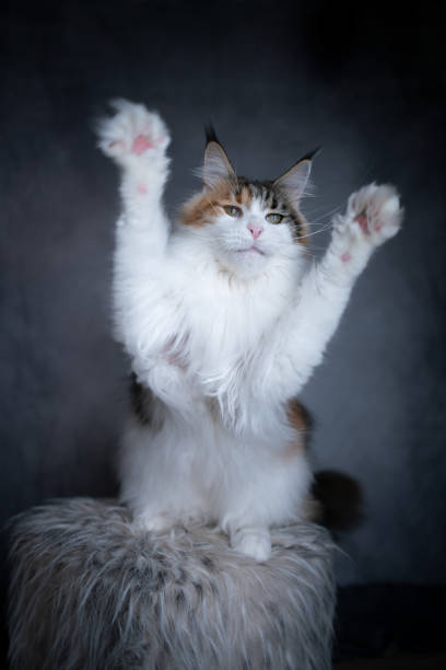 istock white maine coon cat playing raising paws 1300128767