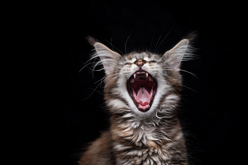 maine coon kitten with mouth wide open yawning on black background with copy space