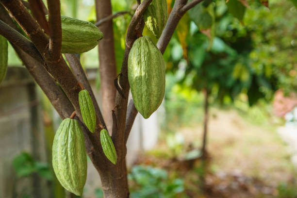 istock Fresh green un-harvested cocoa pods 1300129472