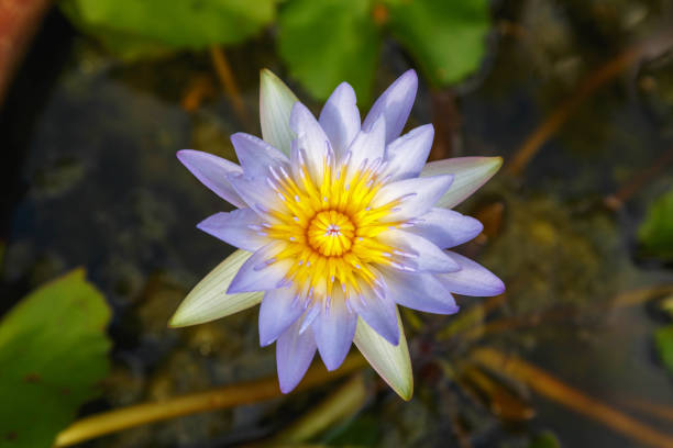 Purple lotus in the water basin Purple lotus in the water basin diwali photos stock pictures, royalty-free photos & images