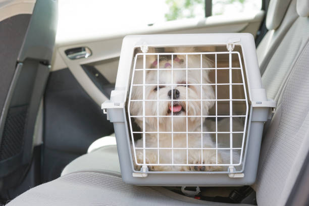 cachorro seguro no carro - caixa para transporte de animal de estimação - fotografias e filmes do acervo