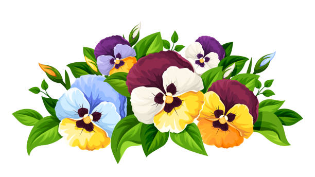 Colorful pansy flowers. Vector illustration. Vector colorful pansy flowers isolated on a white background. pansy stock illustrations