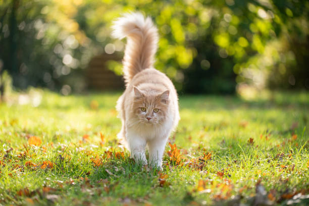 istock fluffy cat walking in sunny garden in autumn 1300130849