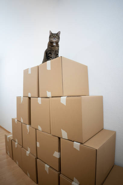 istock cat sitting on stacked cardboard boxes 1300131060