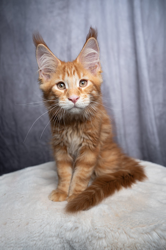 cute orange tabby ginger maine coon kitten sitting on white fur looking at camera on gray concrete style background
