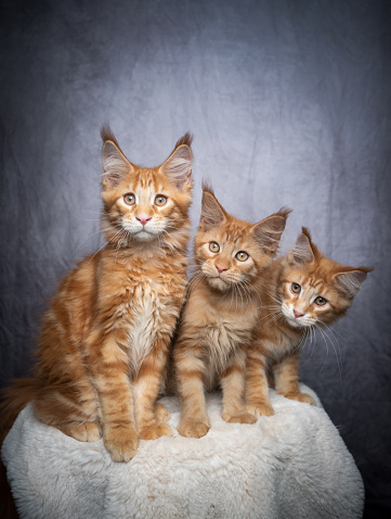 group portrait of three orange tabby ginger maine coon kittens side by side on gray concrete background