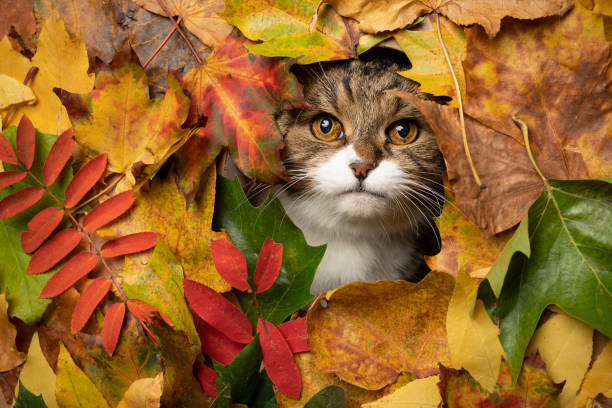 istock cat looking through hole in colorful autumn leaves 1300132696