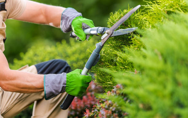 istock Gardener Trimming Plants Using Garden Scissors 1300132787