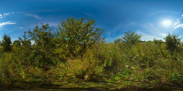 Apple tree in the field on a Sunny summer day. Summer landscape in the countryside. 360VR.