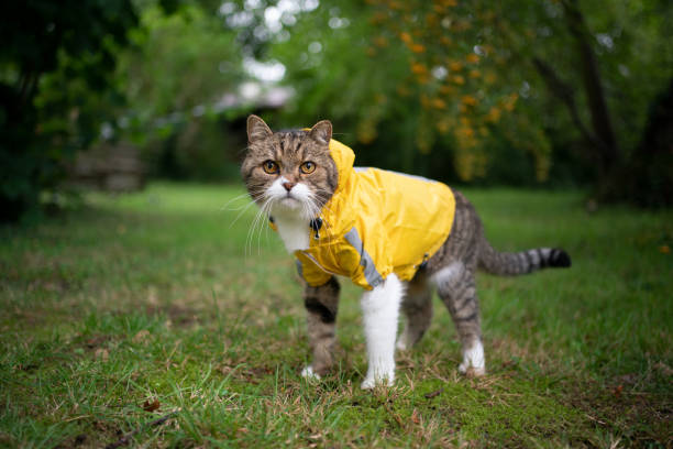 tabby white cat wearing yellow rain coat outdoors in bad weather tabby white cat standing on lawn outdoors in the garden wearing a yellow rain coat looking at camera raincoat photos stock pictures, royalty-free photos & images
