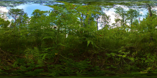 istock Forest on a Sunny summer day. 360-Degree view 1300133751