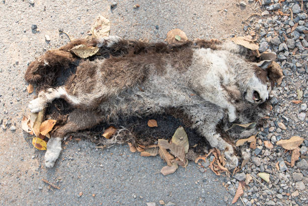 död katt vid sidan av vägen - katt thai bildbanksfoton och bilder