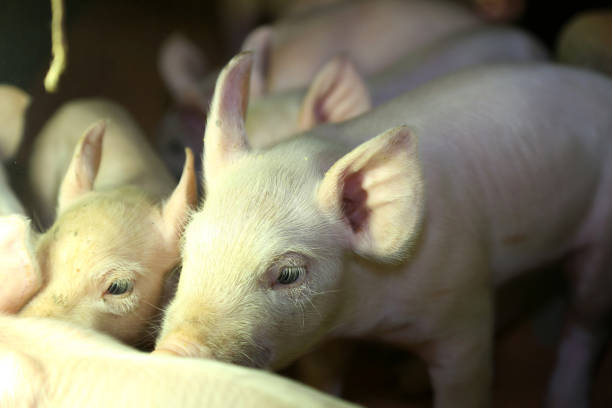 istock The farm pigs 1300134498