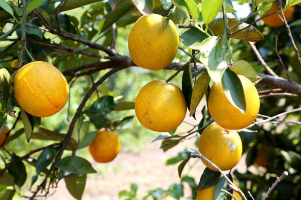istock Orange tree in orange farm. 1300135222