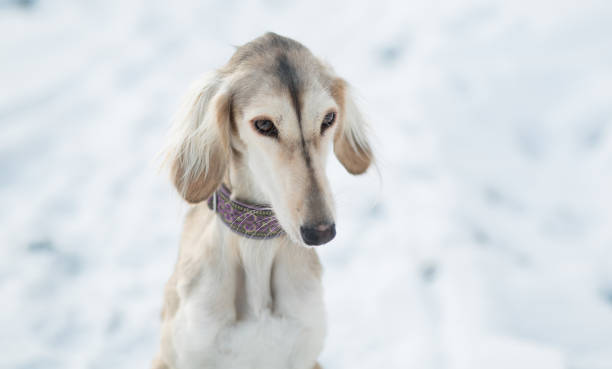 istock Saluki in winter forest close up portrait. 1300135428