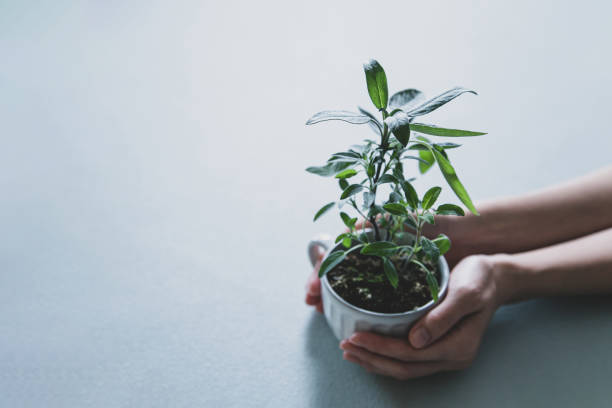 istock Female hand holding a potted plant 1300135900