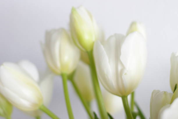 istock White tulips bouquet in vase in room 1300135929