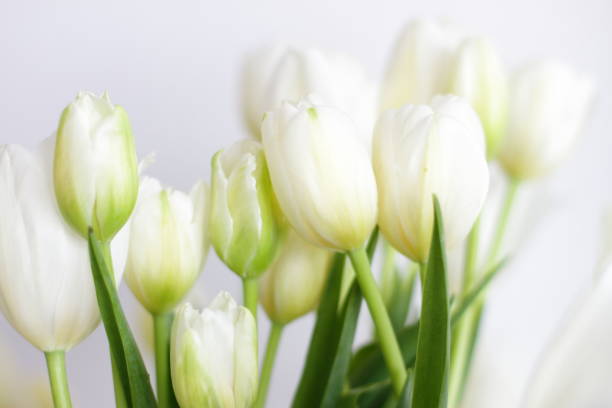 istock White tulips bouquet in vase in room 1300135936