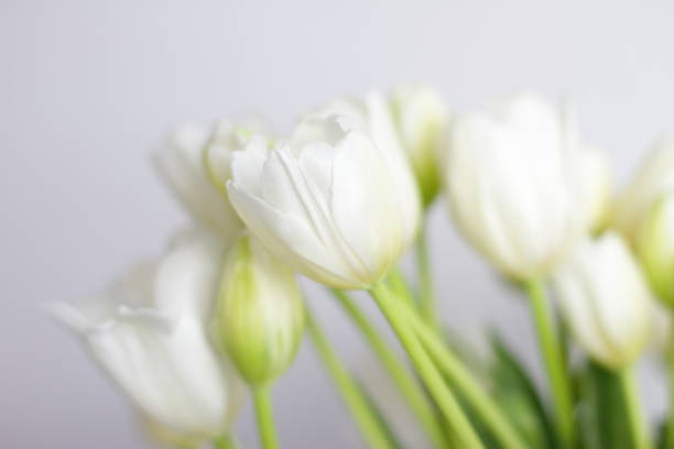 istock White tulips bouquet in vase in room 1300135965