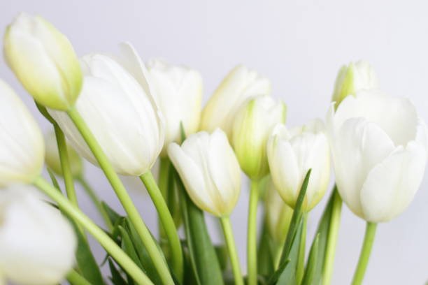 istock White tulips bouquet in vase in room 1300135966