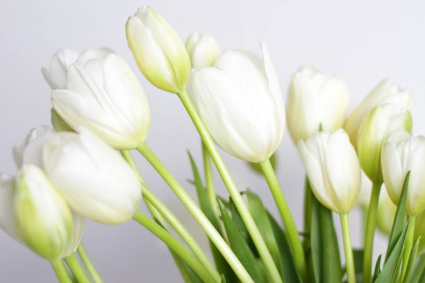 istock White tulips bouquet in vase in room 1300135967