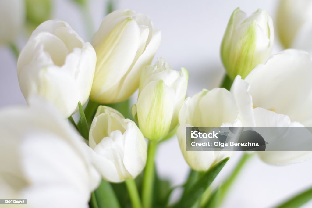 White tulips bouquet in vase in room beautiful flowers present for 8 march, Valentine's day, mother day, birthday. Romance present, decoration for interior in bedroom Tulip Stock Photo