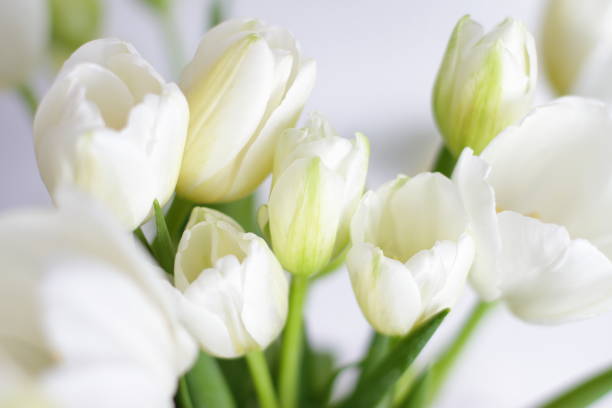 White tulips bouquet in vase in room beautiful flowers present for 8 march, Valentine's day, mother day, birthday. Romance present, decoration for interior in bedroom white tulips stock pictures, royalty-free photos & images