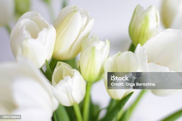 White Tulips Bouquet In Vase In Room Stock Photo - Download Image Now - Tulip, White Color, Photography