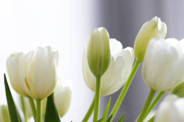 istock White tulips bouquet in vase in room 1300136671