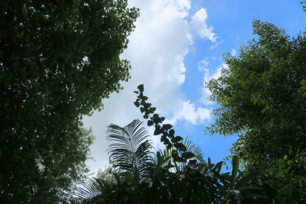istock Riverside Natural scenery, asia, thailand 1300138041