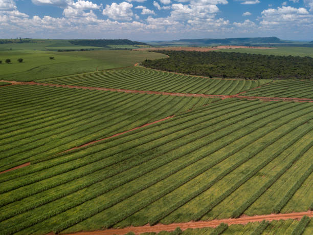 istock Aerial sugarcane field in Brazil. 1300139167