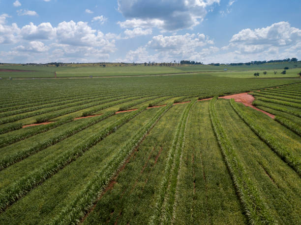istock Aerial sugarcane field in Brazil. 1300139333