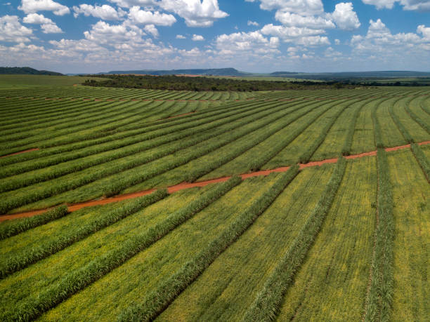 istock Aerial sugarcane field in Brazil. 1300140140